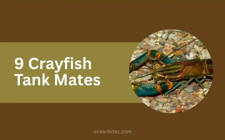 9 Crayfish Tank Mates