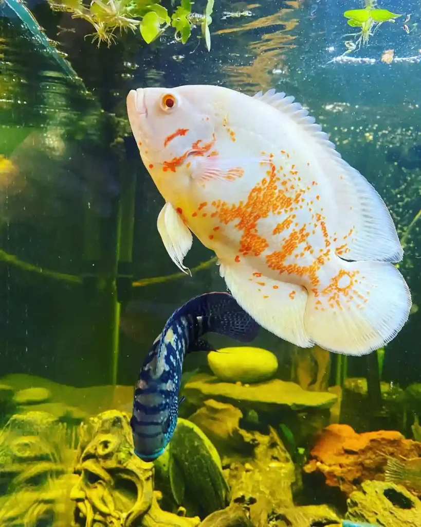 Albino Oscar