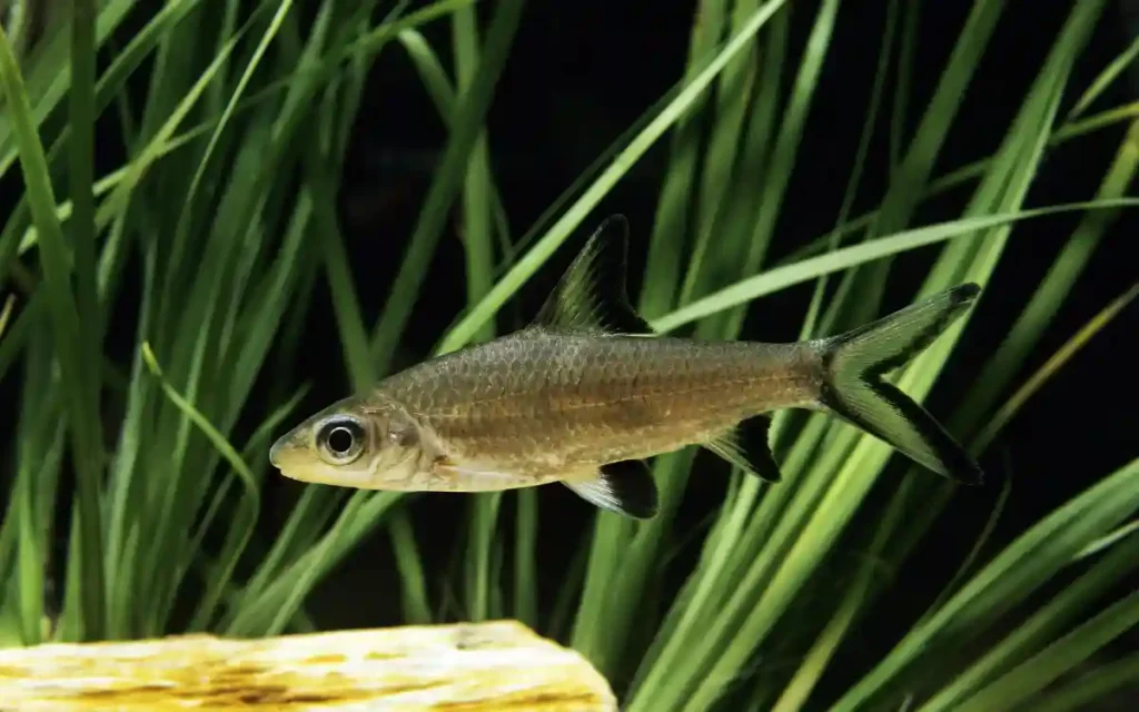 Bala Shark Care guide