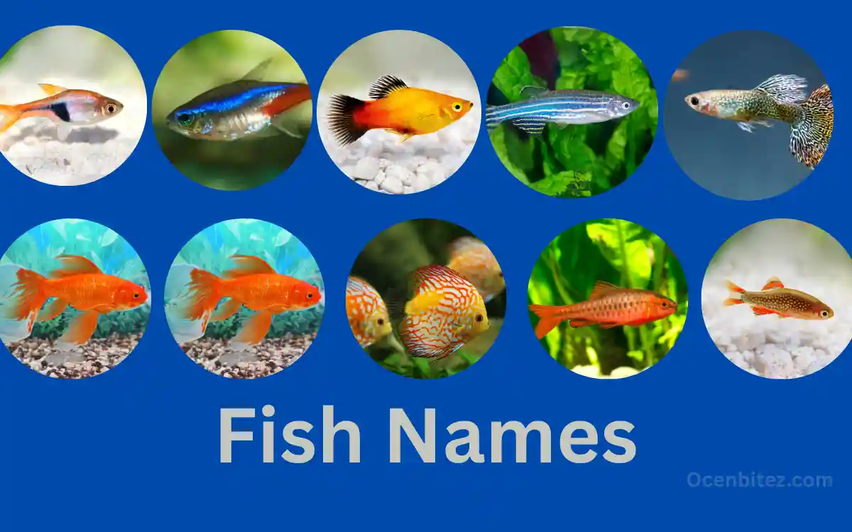 Best Fish Names