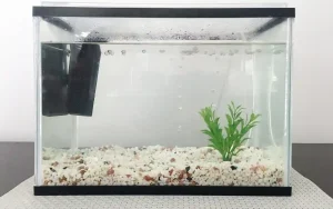 Best Fish for 3 Gallon Tanks