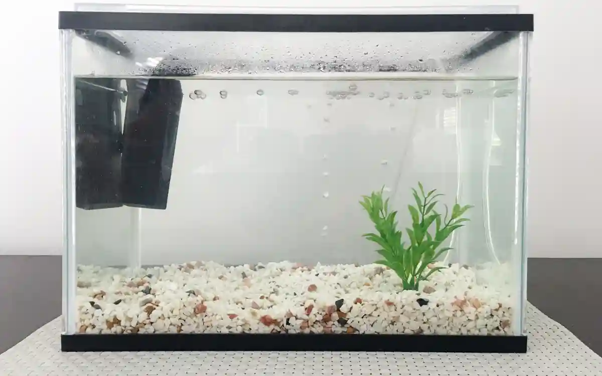 Best Fish for 3 Gallon Tanks