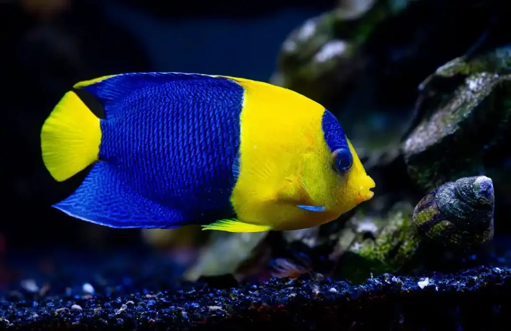 Bicolor Angelfish