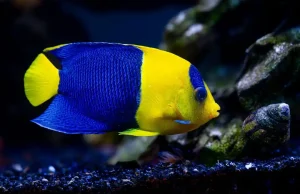 Bicolor Angelfish