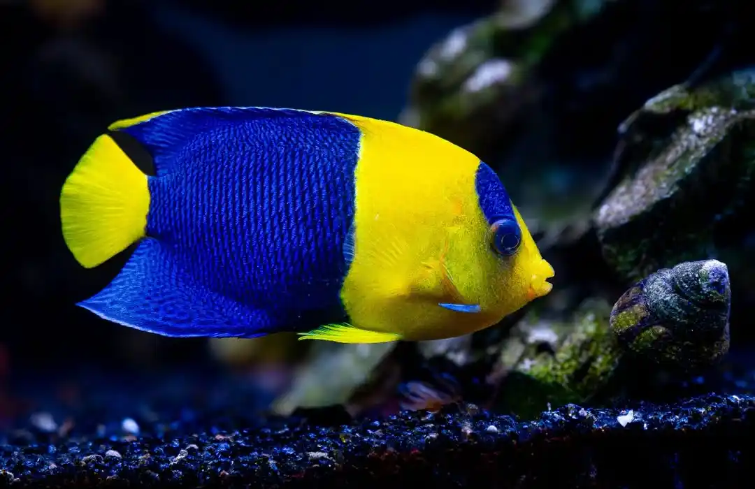 Bicolor Angelfish