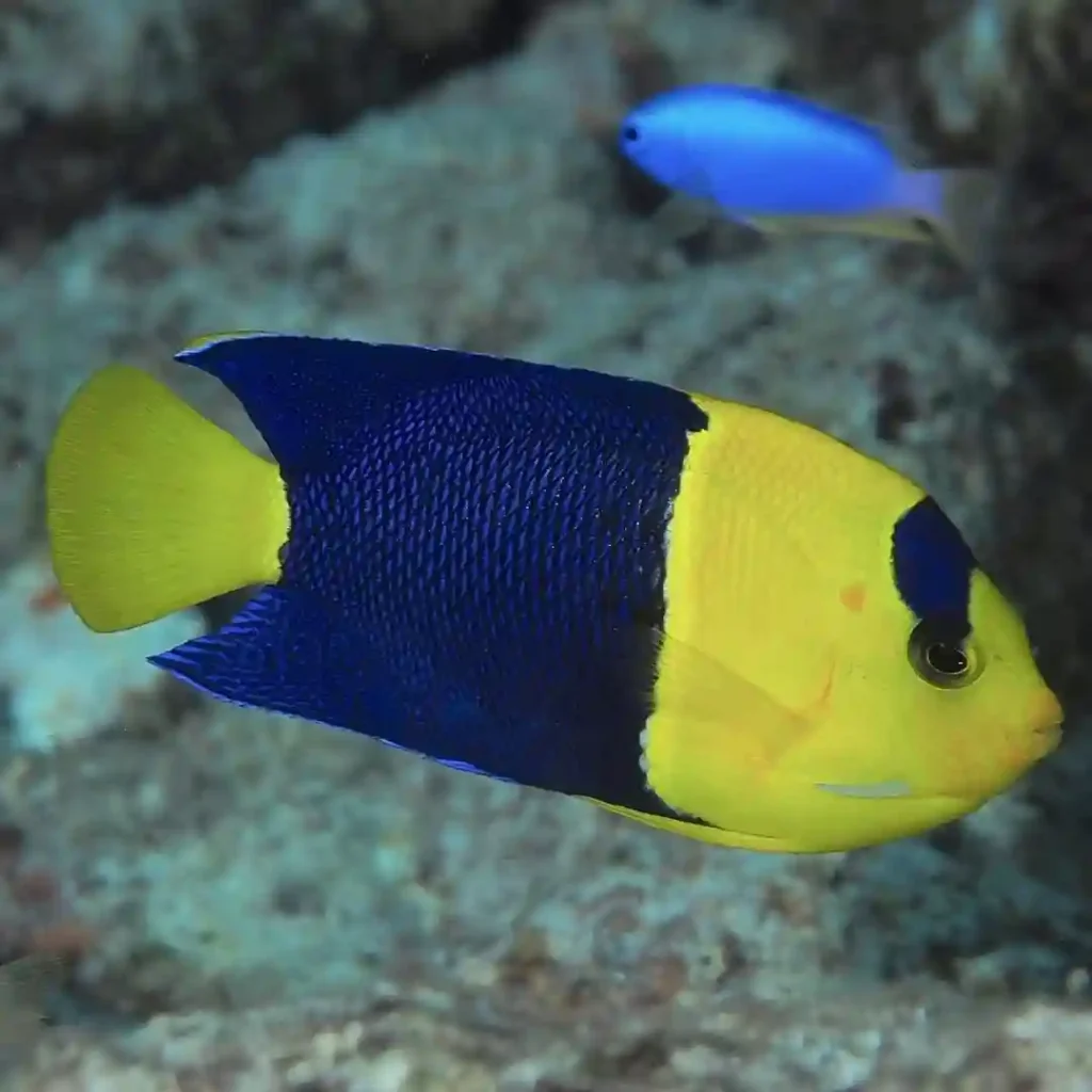Bicolor Angelfish in a tank