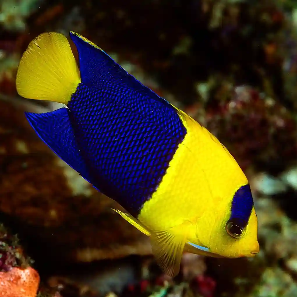 Bicolor Angelfish look