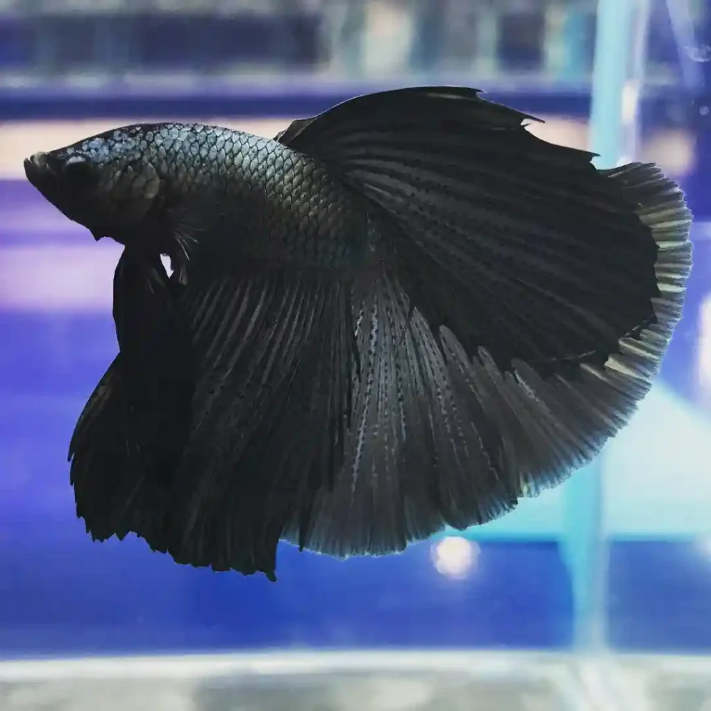 Black Betta