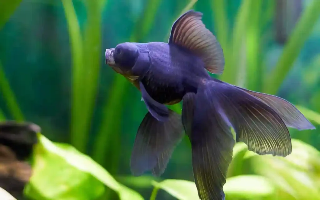 Black Moor Goldfish in a tank