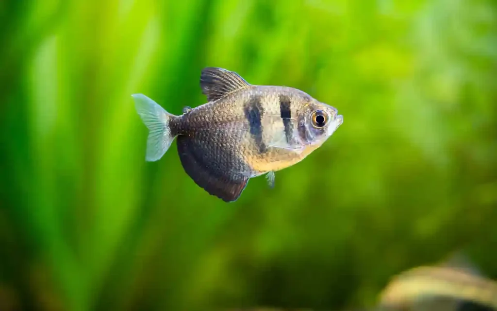 Black Skirt Tetra care guide