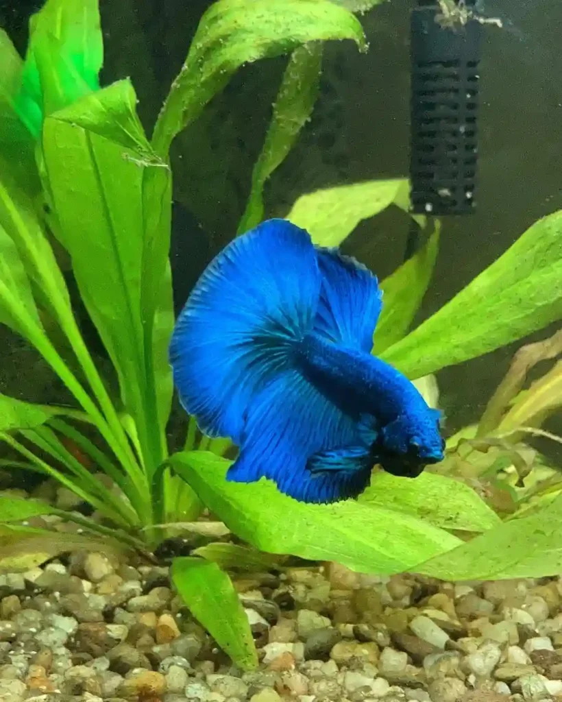 Blue Betta