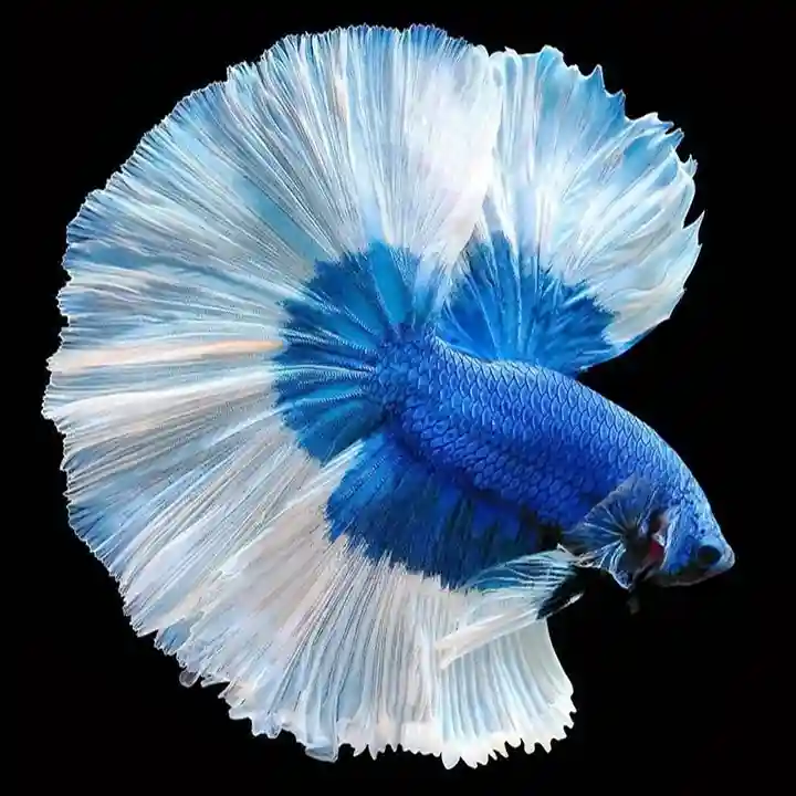 Butterfly Betta