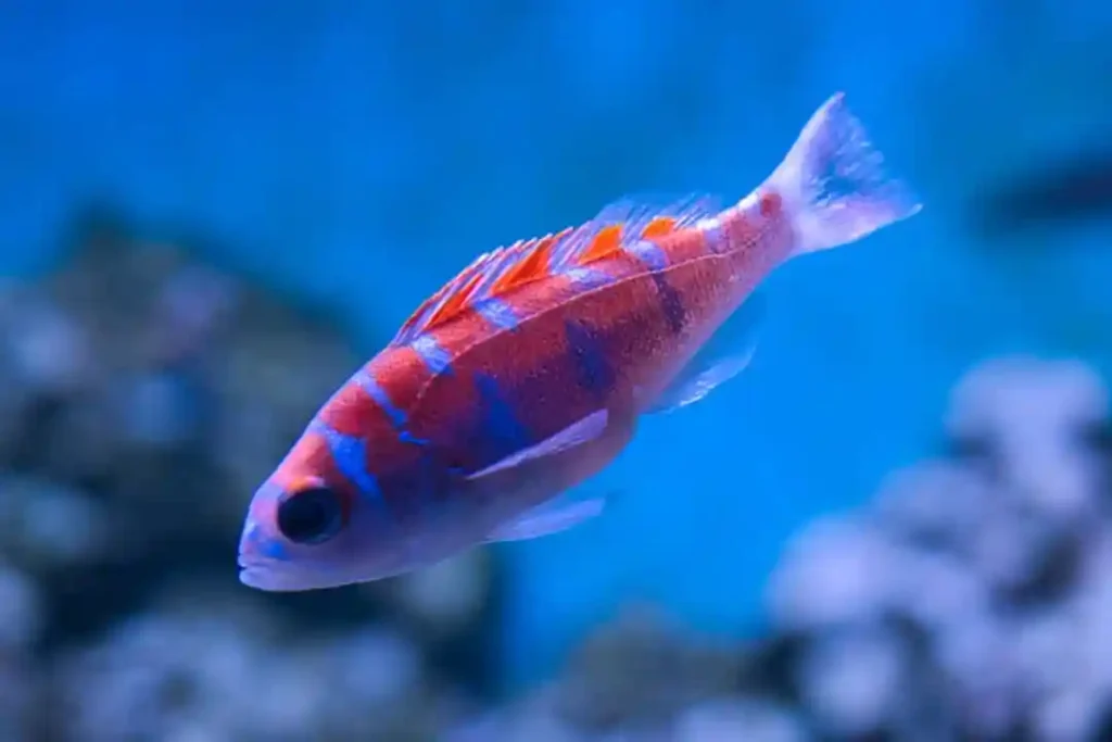 Chalk Bass Care Guide