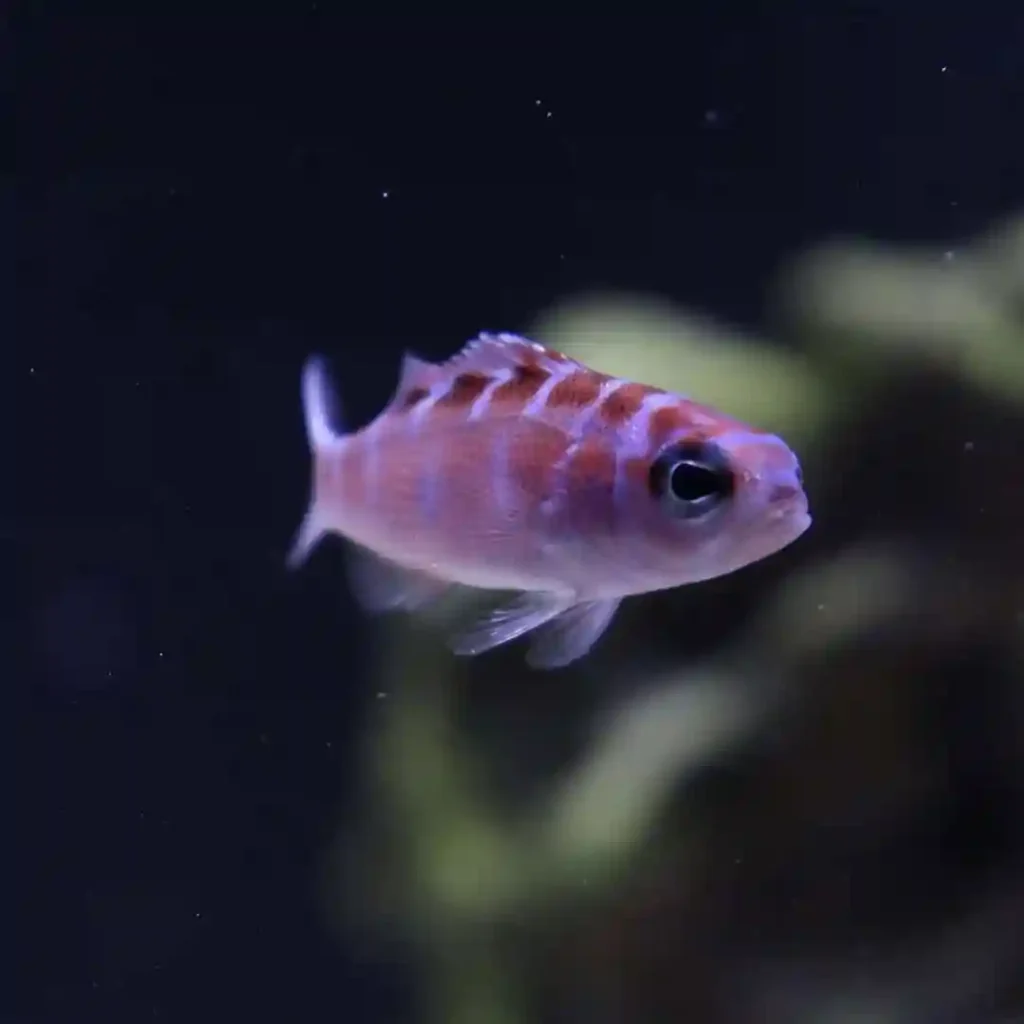 Chalk Bass in a tank