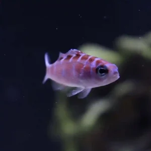 Chalk Bass in a tank