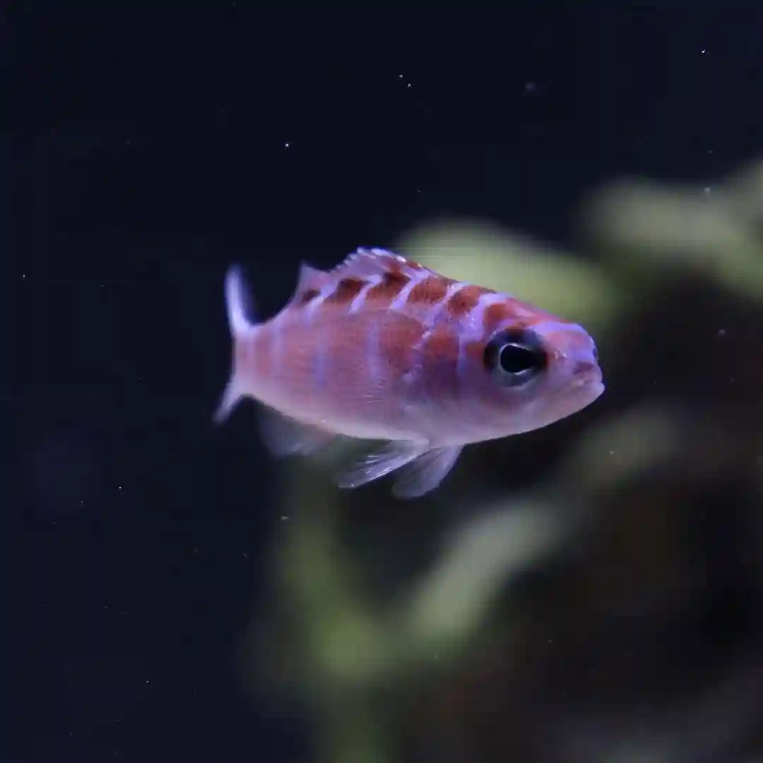 Chalk Bass in a tank