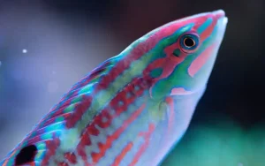 Christmas Wrasse care