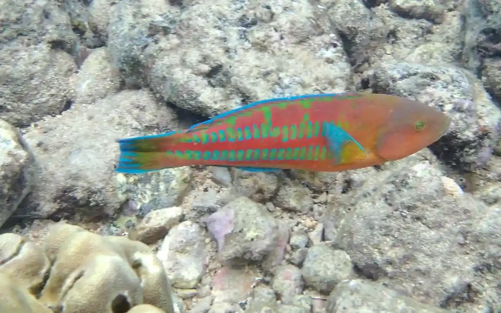 Christmas Wrasse tank