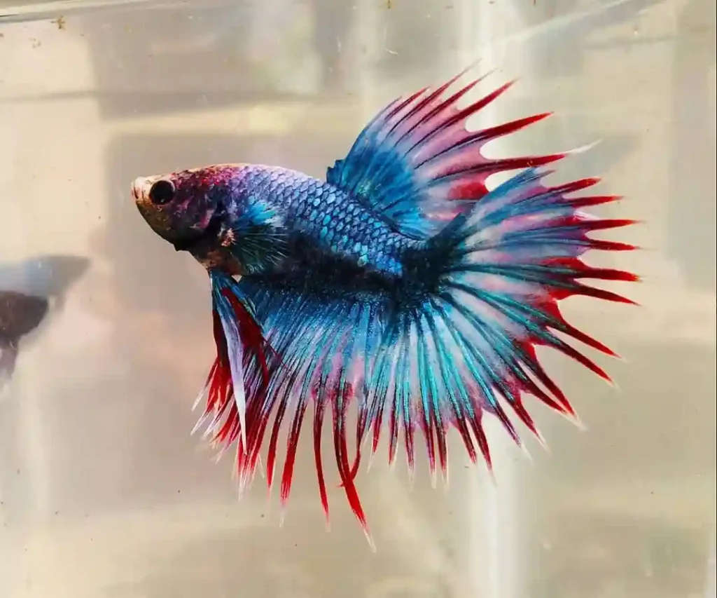 Combtail Betta
