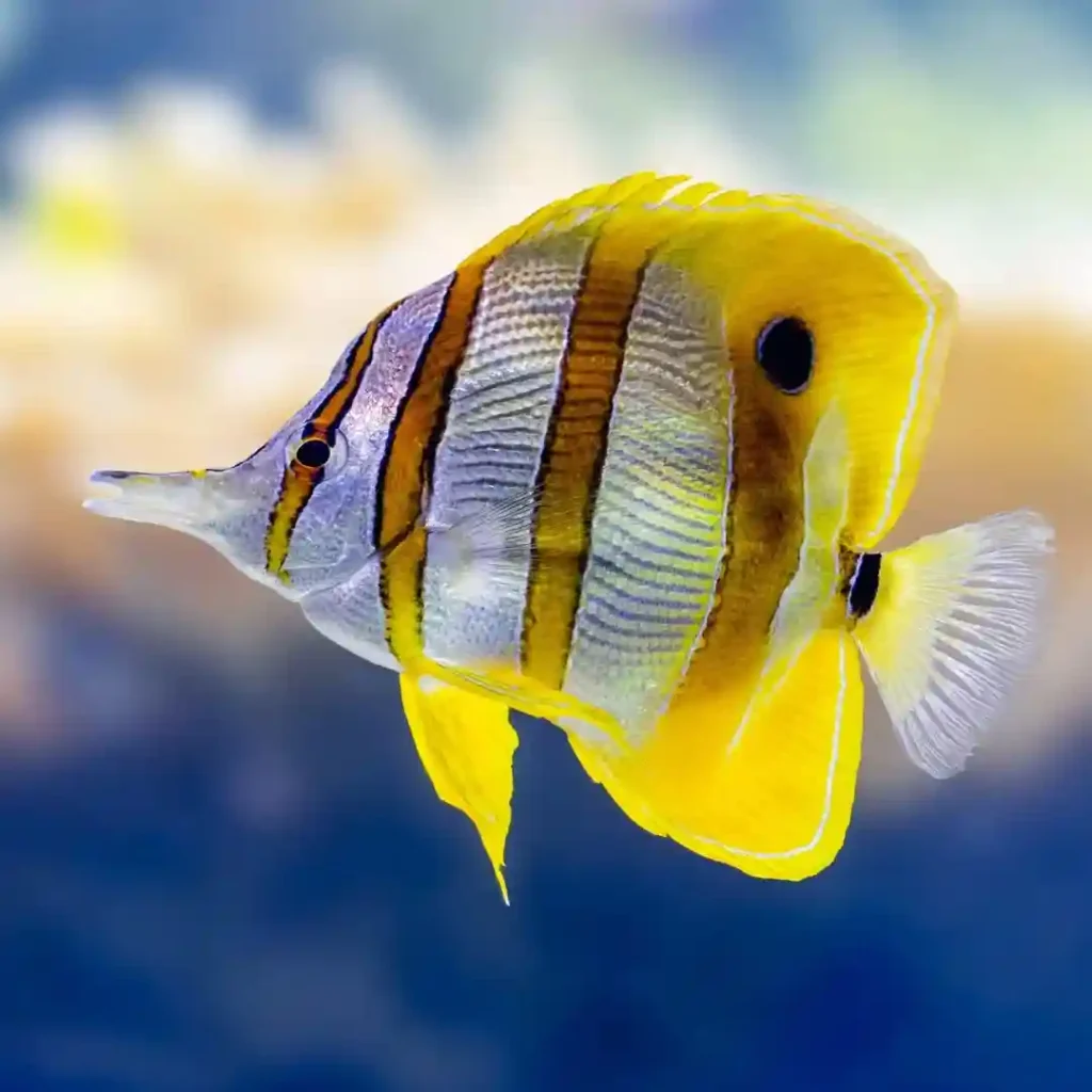 Copperband Butterflyfish tank