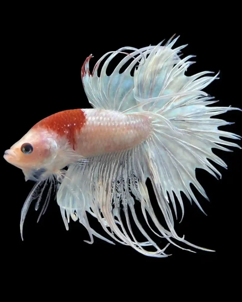 Crown Tail Betta
