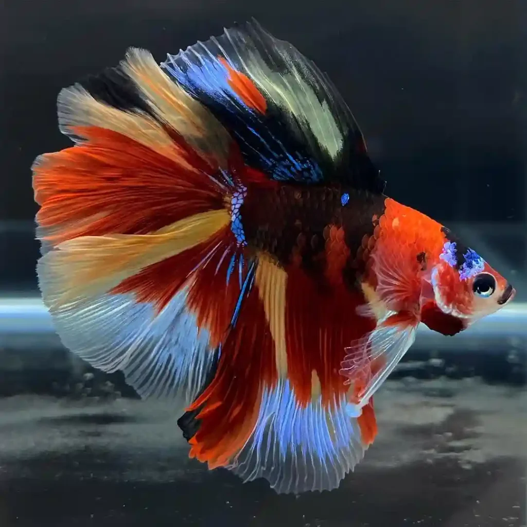 Double Tail Betta