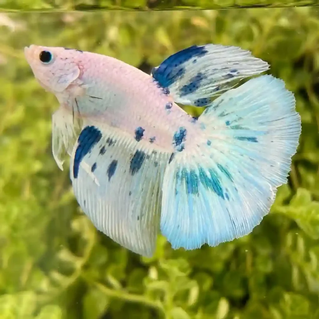 Dragon Scale Betta