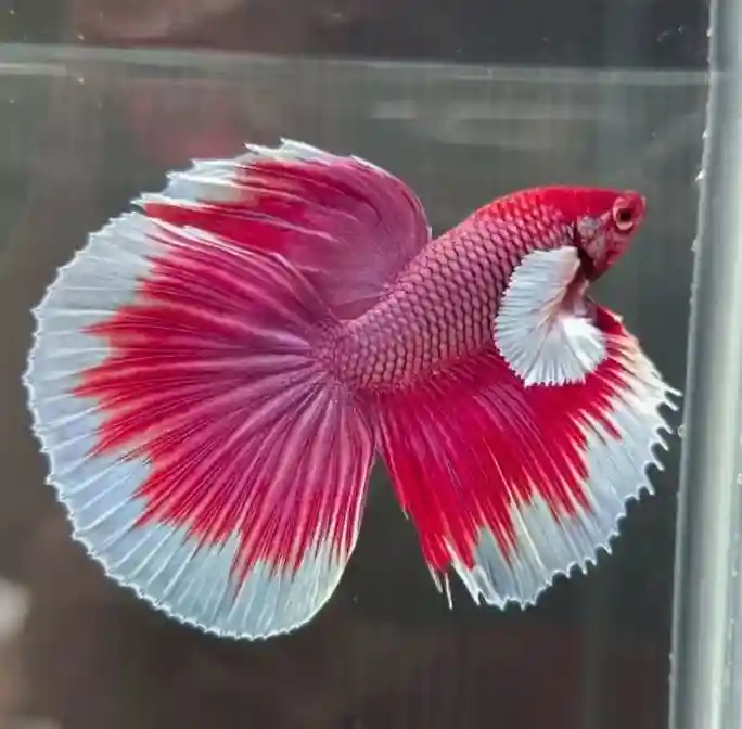 Dumbo Betta