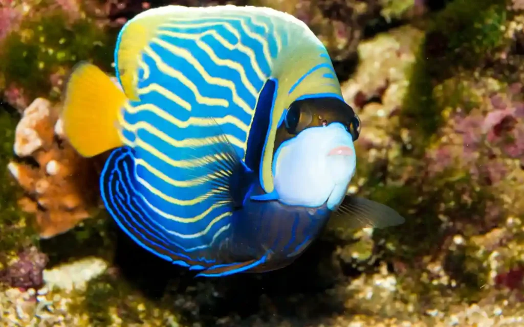 Emperor Angelfish in a tanks