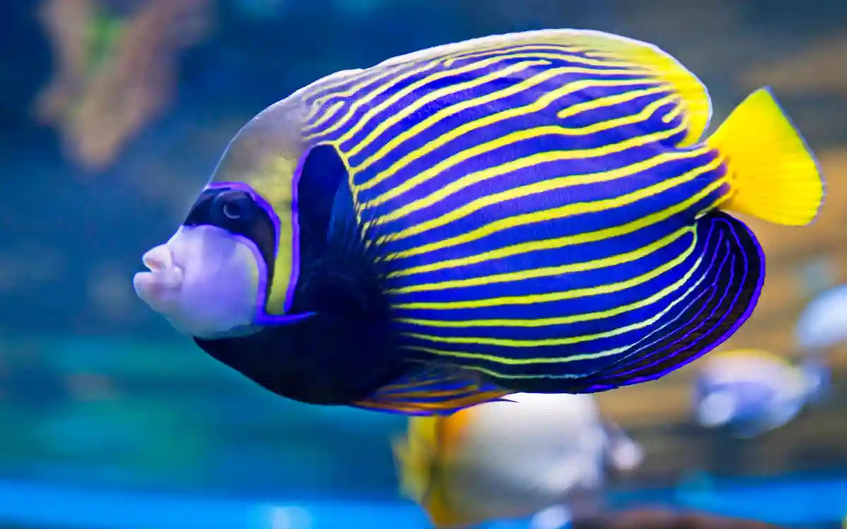 Emperor Angelfish