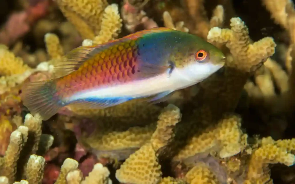 Fairy Wrasses fish