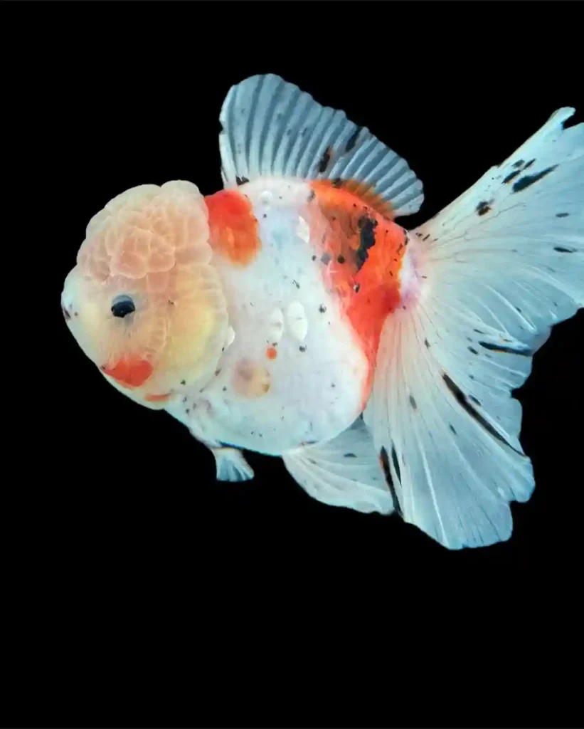 Fancy Goldfish Care Guide