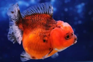 Fancy Goldfish in a tanks