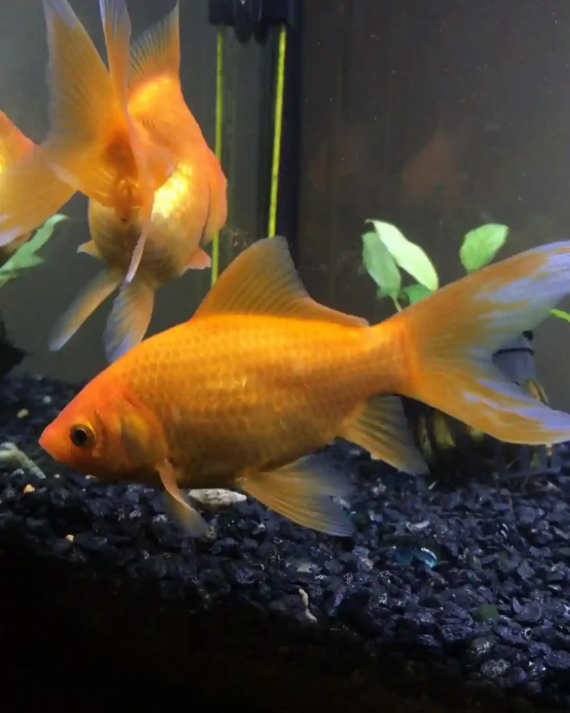 Fantail Goldfish