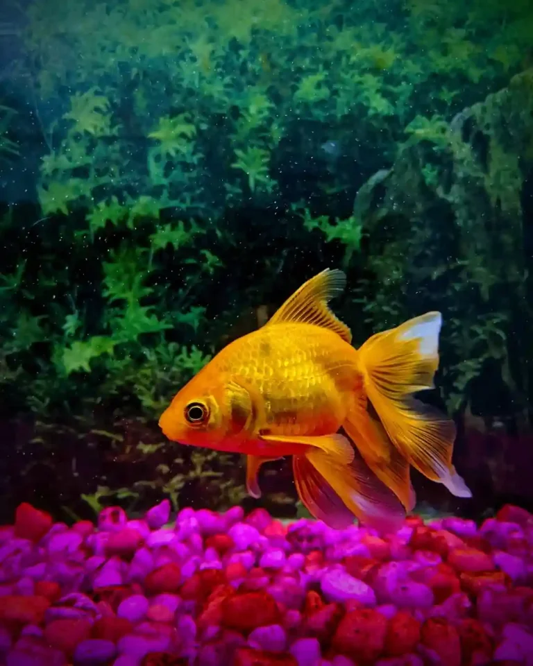 Fantail Goldfish Care Guide