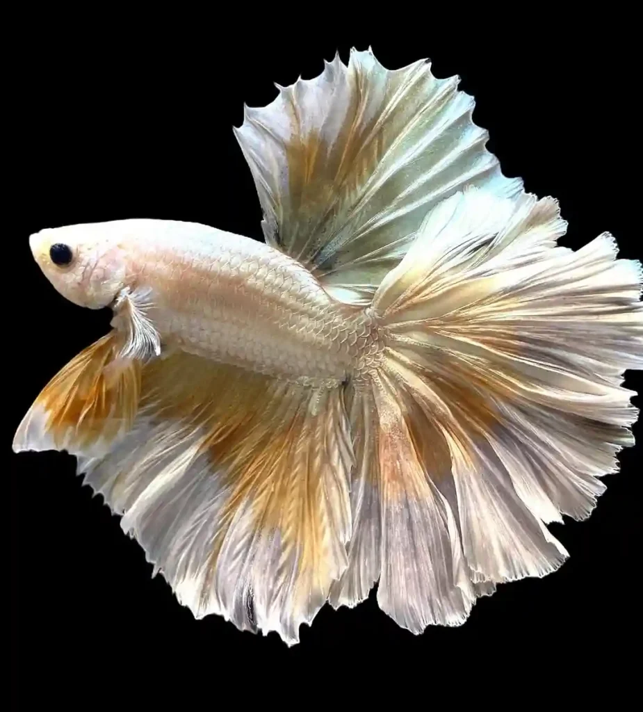 Feathertail Betta