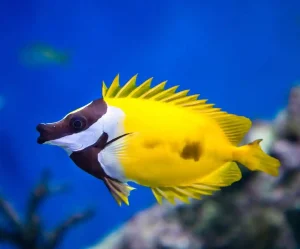 Foxface Rabbitfish