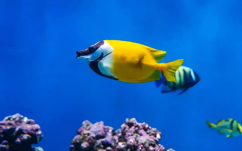 Foxface Rabbitfish tanks
