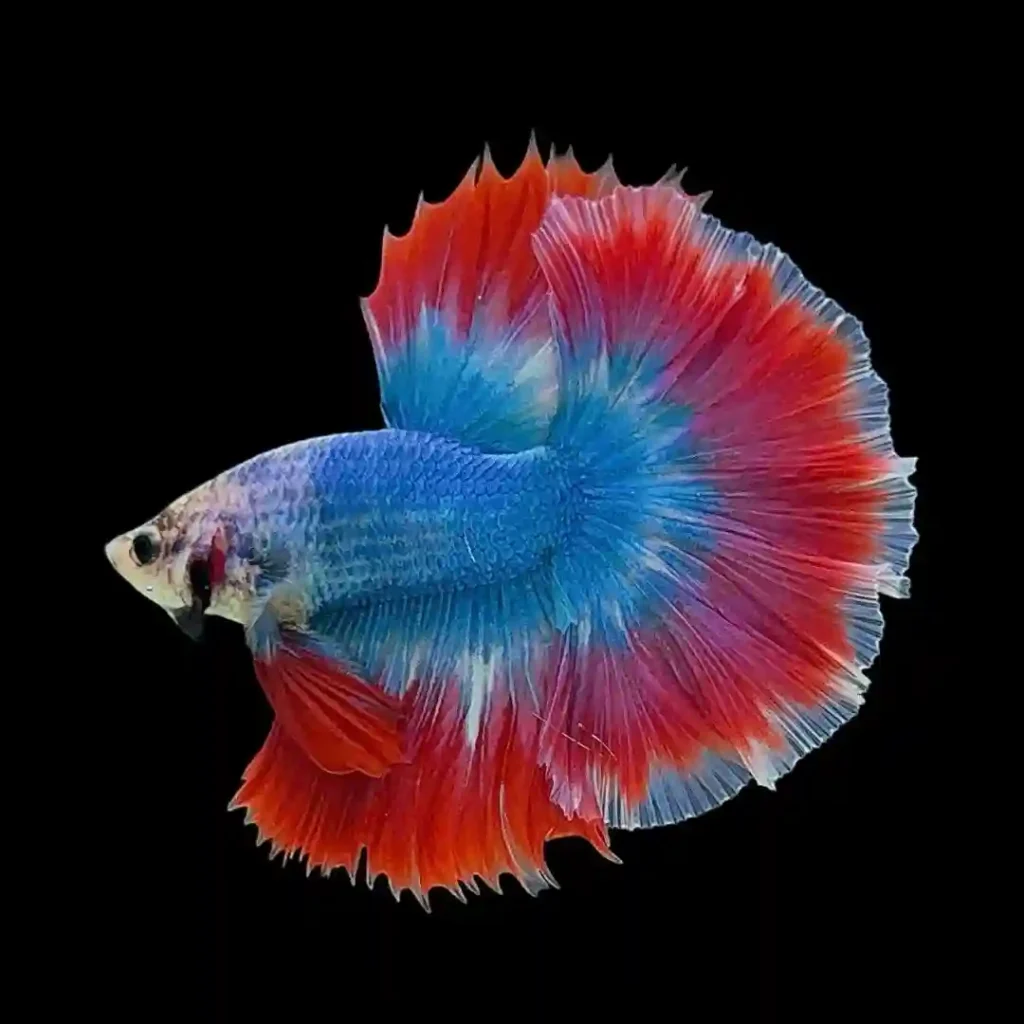 Halfmoon Betta