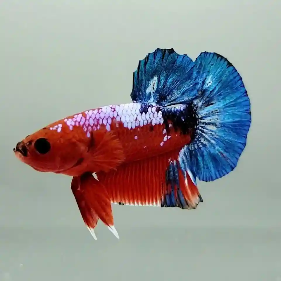 Hellboy Betta