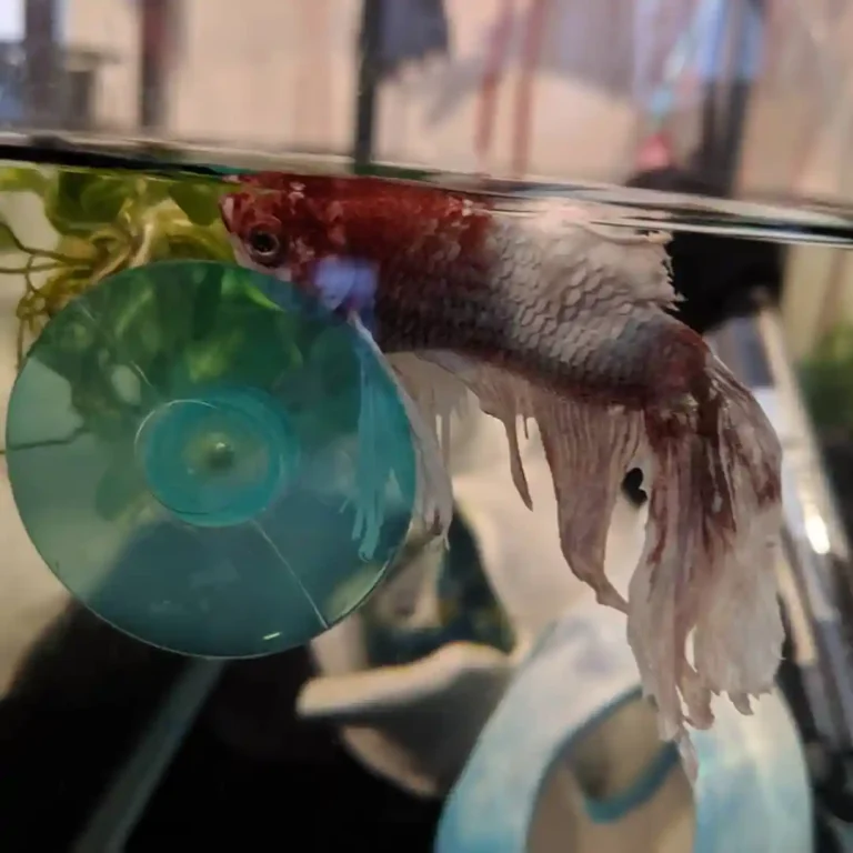 Freshwater Fish Diseases: Symptoms, Causes & Treatment Guide