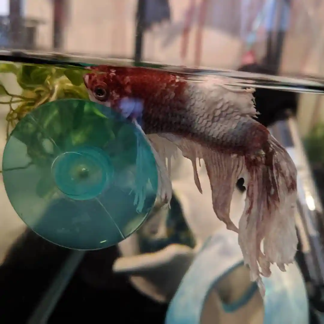 Freshwater Fish Diseases: Symptoms, Causes & Treatment Guide