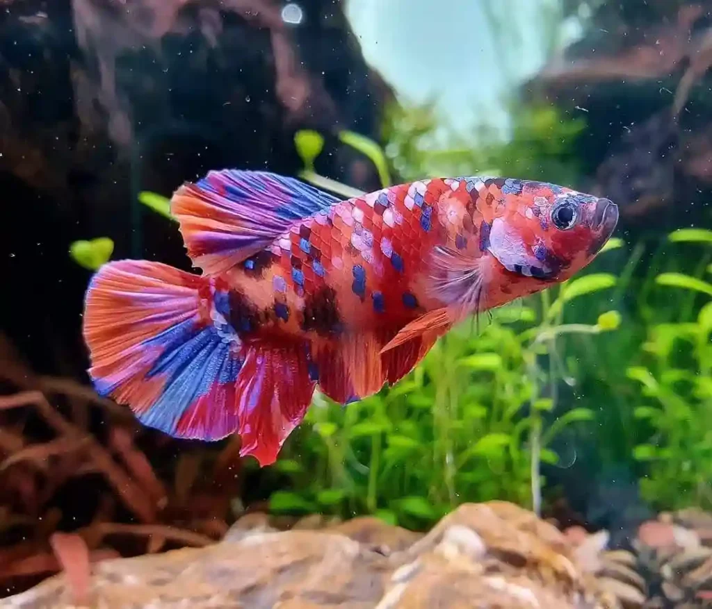 Koi Betta