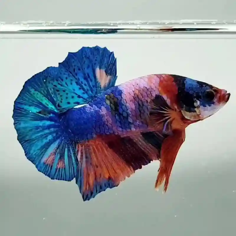 Multicolor Betta