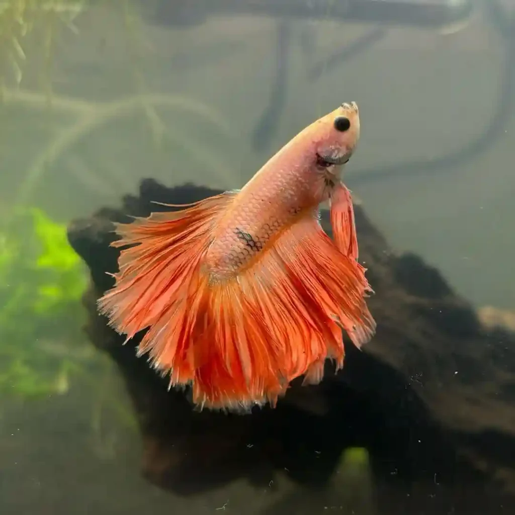 Orange Betta
