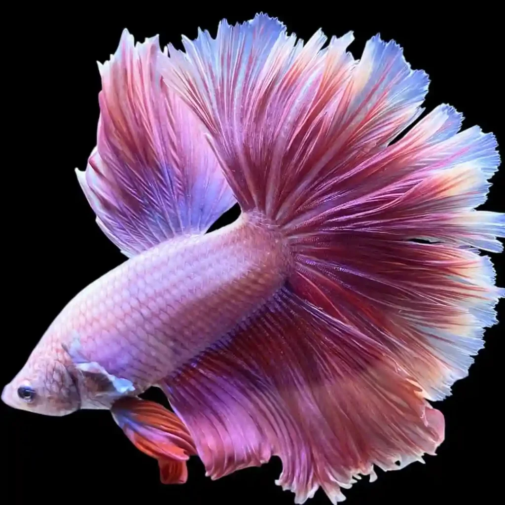 Purple Betta