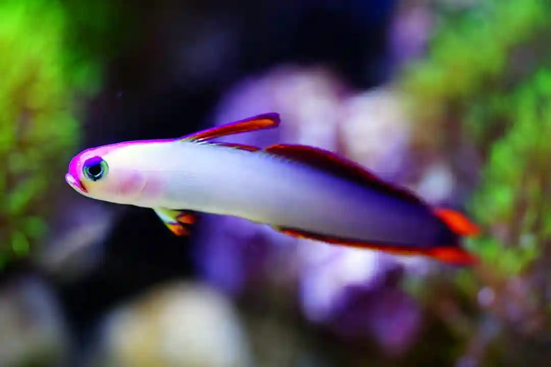 Purple Firefish care