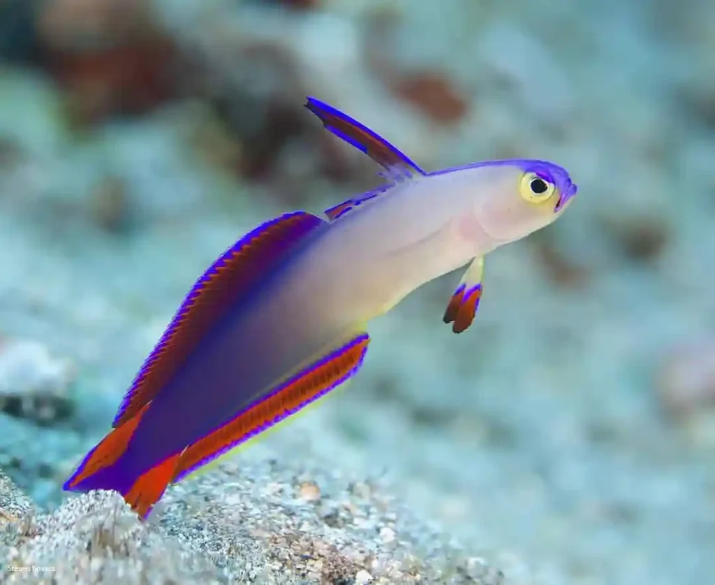 Purple Firefish tanks