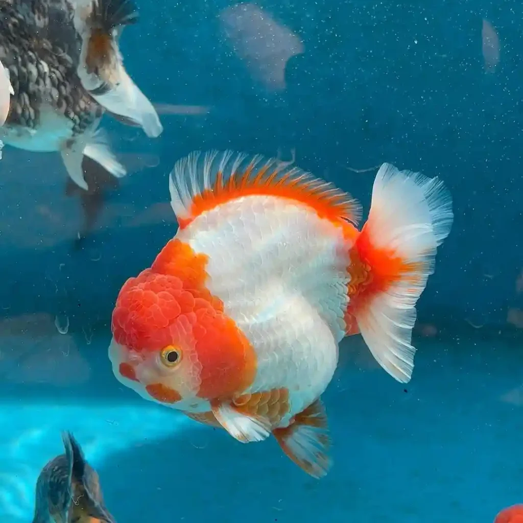 Ranchu Goldfish