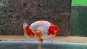 Ranchu Goldfish Care Guide